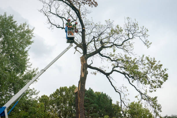 Leaf Removal in Ashland, NE