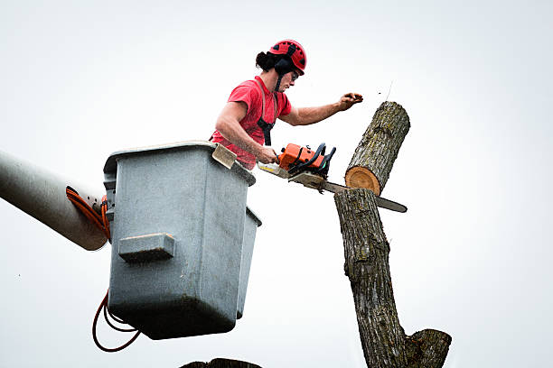 Trusted Ashland, NE Tree Removal Services Experts