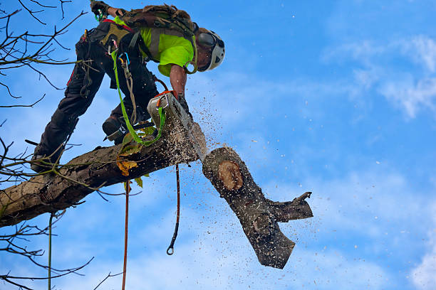 Tree and Shrub Care in Ashland, NE