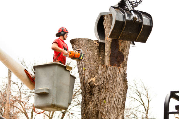 How Our Tree Care Process Works  in  Ashland, NE